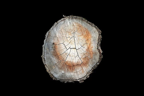 Cross section of cut tree branch against a black background