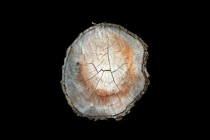 Framed Print : Cross section of cut tree branch against a black background