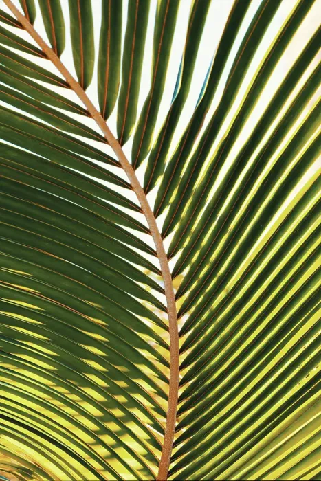 Framed Print : Curved palm frond Framed Print : Curved palm frond