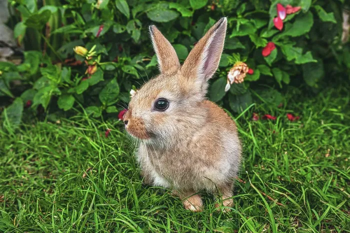 Framed Print : Cute bunny Framed Print : Cute bunny