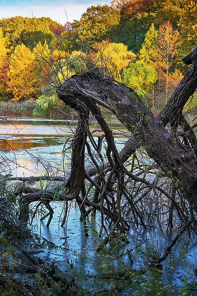 Dead tree in lake, colorful autumn trees in the background