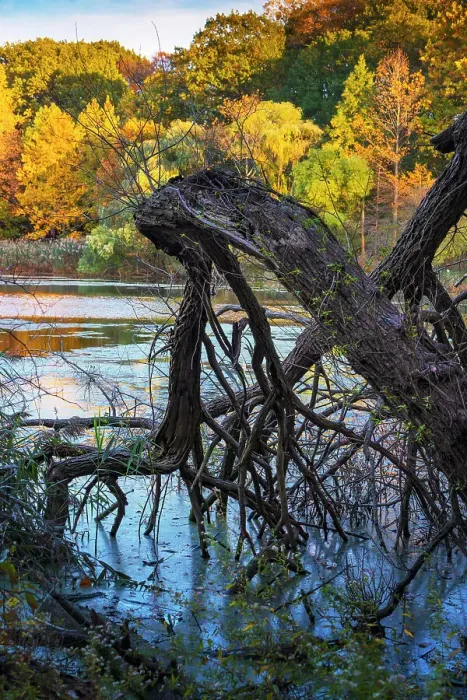 Framed Print : Dead tree in lake, colorful autumn trees in the background