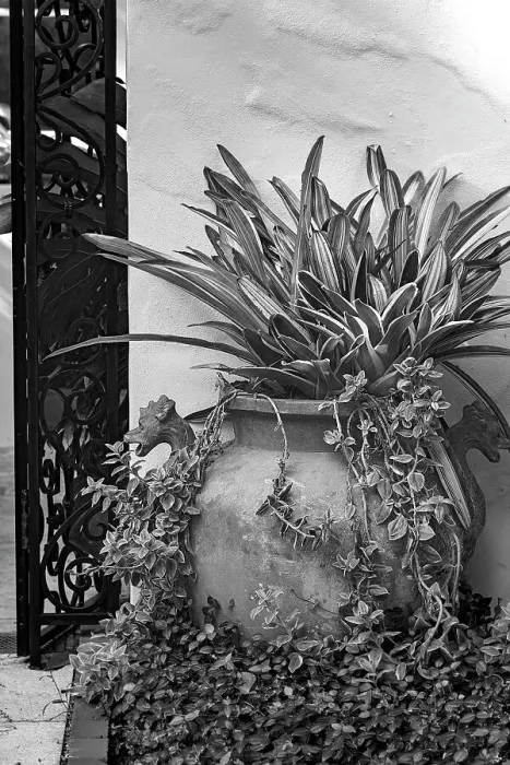 Framed Print : Decorative potted plant Framed Print : Decorative potted plant