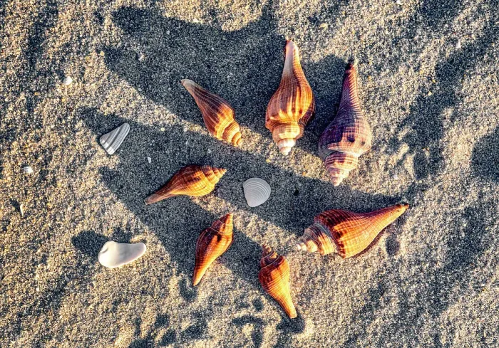 Framed Print : Display of Seashells