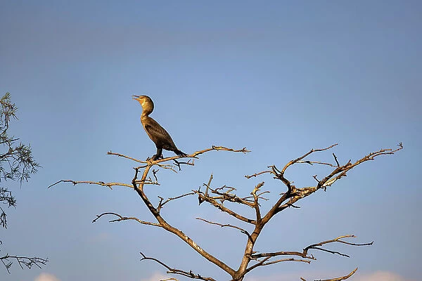 Double-crested Cormorant on tree branch