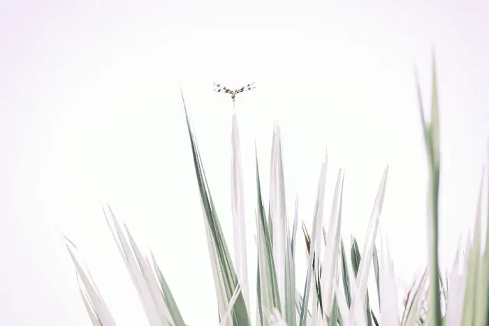Framed Print : Dragonfly on top of plant frond Framed Print : Dragonfly on top of plant frond