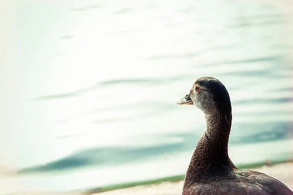 Duck looking at water