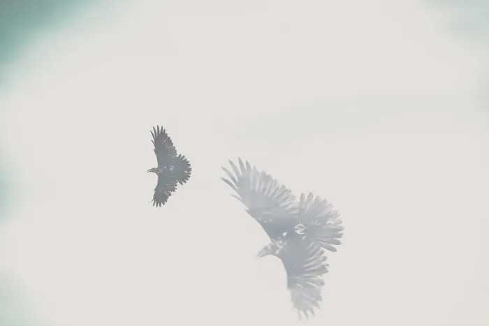 Framed Print : Ethereal view of birds in flight Framed Print : Ethereal view of birds in flight