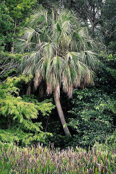 Exotic palm tree surrounded my plants and shrubs
