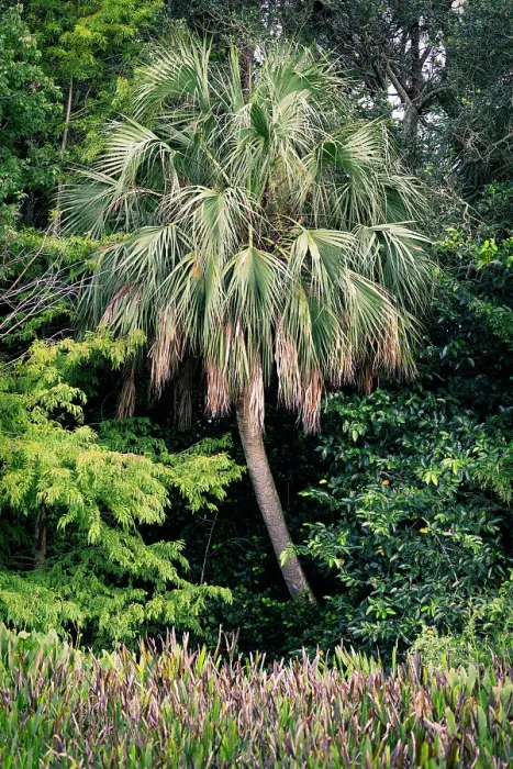Framed Print : Exotic palm tree surrounded my plants and shrubs Framed Print : Exotic palm tree surrounded my plants and shrubs