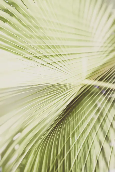 Framed Print : Detail of fan palm