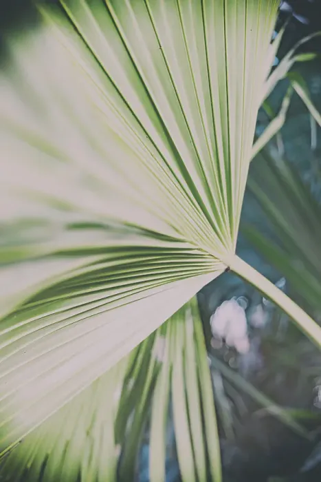Framed Print : Detail of fan palm