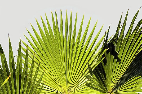 Fan palm leaves