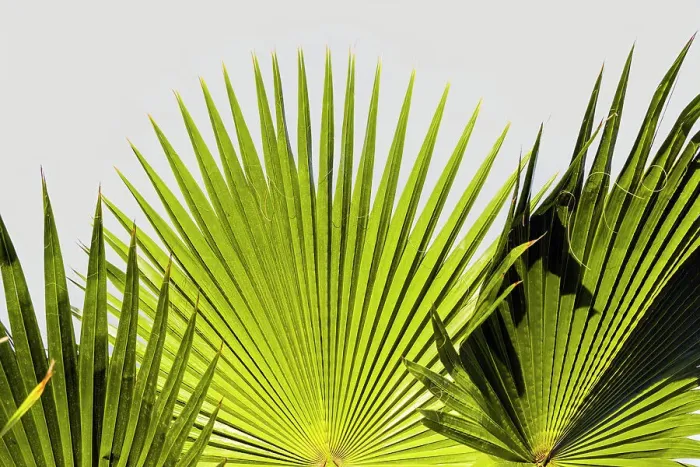 Framed Print : Fan palm leaves Framed Print : Fan palm leaves