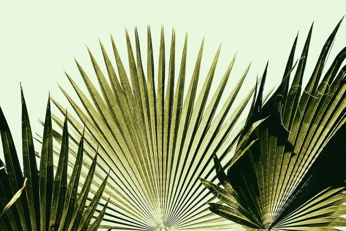 Framed Print : Fan palm trees Framed Print : Fan palm trees