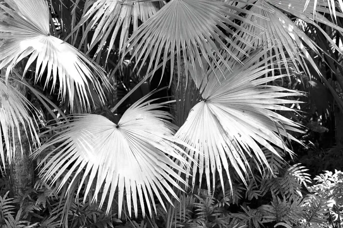 Framed Print : Fan palms