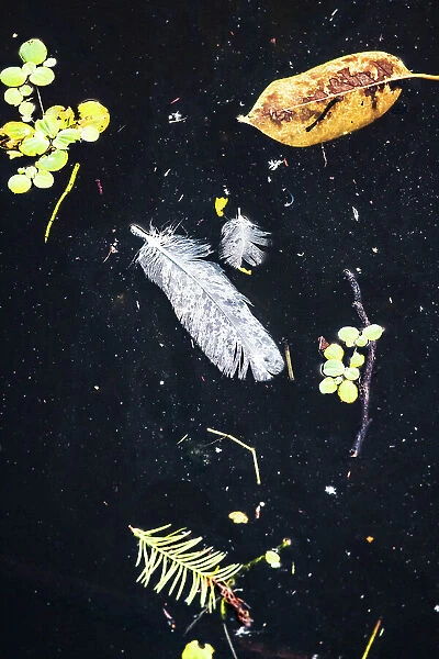Detail of feather, leaves, aquatic plants, floating on water