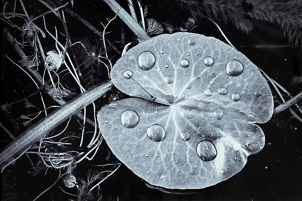 Floating green leaf with waterdrops