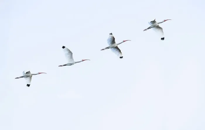 Framed Print : Flock of American White Ibises Framed Print : Flock of American White Ibises