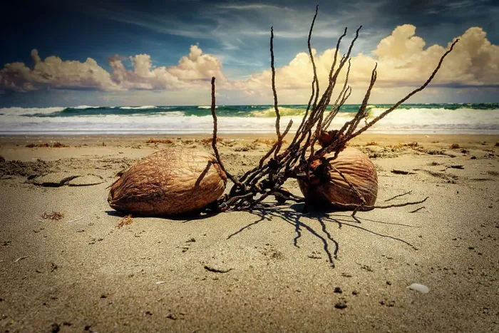 Framed Print : Florida, Boca Raton, Beach with twigs and coconuts Framed Print : Florida, Boca Raton, Beach with twigs and coconuts