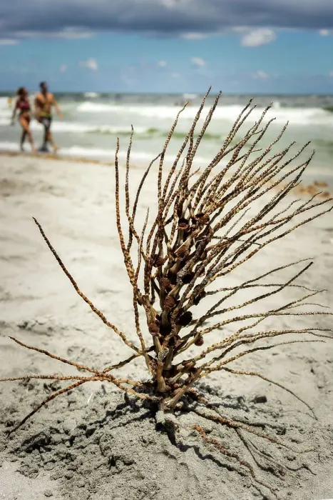 Framed Print : Florida, Boca Raton Couple walking on Beach with twigs Framed Print : Florida, Boca Raton Couple walking on Beach with twigs