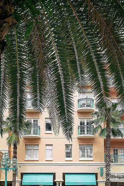 Florida, Boca Raton, Mizner Park, tropical palm tree facing pink building