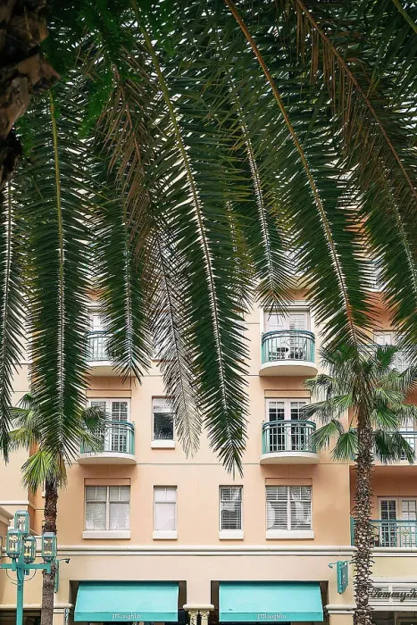 Framed Print : Florida, Boca Raton, Mizner Park, tropical palm tree facing pink building