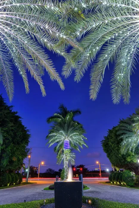 Framed Print : Florida, Boca Raton, palm trees with lights Framed Print : Florida, Boca Raton, palm trees with lights