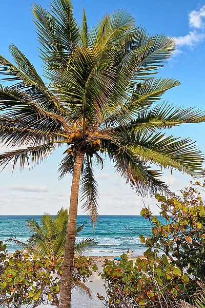 Florida, Boca Raton, Red Reef Park, beach with palm tree