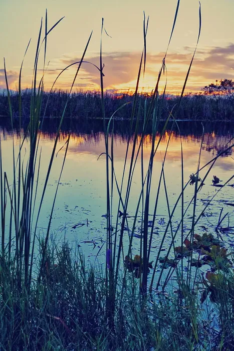 Framed Print : Florida, Boynton Beach, Arthur R. Marshall Loxahatchee National Wildlife Refuge Framed Print : Florida, Boynton Beach, Arthur R. Marshall Loxahatchee National Wildlife Refuge
