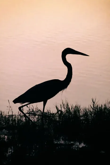 Framed Print : Florida, Boynton Beach, Arthur R. Marshall National Wildlife refuge, Great Blue Heron Framed Print : Florida, Boynton Beach, Arthur R. Marshall National Wildlife refuge, Great Blue Heron
