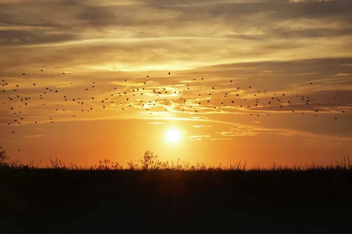 Framed Print : Florida, Boynton Beach, Arthur R. Marshall Loxahatchee National Wildlife Refuge, flock of birds at sunset Framed Print : Florida, Boynton Beach, Arthur R. Marshall Loxahatchee National Wildlife Refuge, flock of birds at sunset