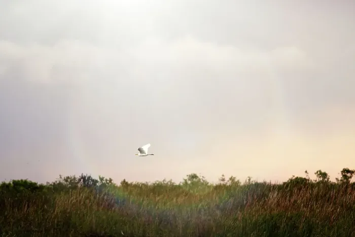 Framed Print : Florida, Boynton Beach, Arthur R. Marshall Loxahatchee National Wildlife Refuge, bird in flight Framed Print : Florida, Boynton Beach, Arthur R. Marshall Loxahatchee National Wildlife Refuge, bird in flight