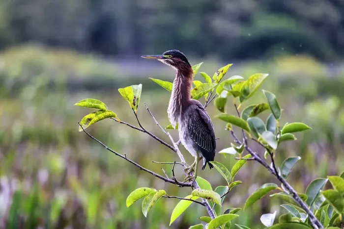 Framed Print : Florida, Boynton Beach, Green Cay Nature Center, Green Heron on branch Framed Print : Florida, Boynton Beach, Green Cay Nature Center, Green Heron on branch