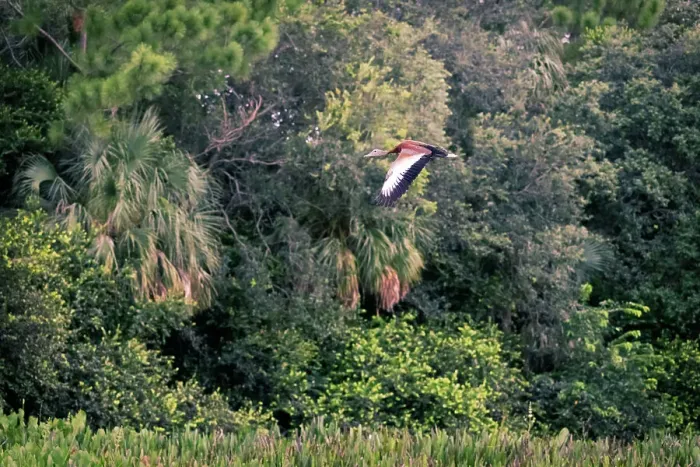 Framed Print : Florida, Boynton Beach, Green Cay Nature Center, Black-bellied Whistling Duck flying over marshland Framed Print : Florida, Boynton Beach, Green Cay Nature Center, Black-bellied Whistling Duck flying over marshland