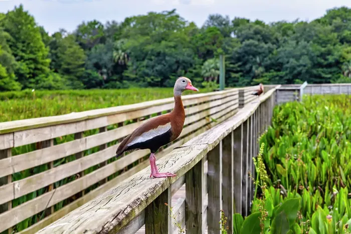 Framed Print : Florida, Boynton Beach, Green Cay Nature Center & Wetlands, Black-Bellied Whistling-Duck Framed Print : Florida, Boynton Beach, Green Cay Nature Center & Wetlands, Black-Bellied Whistling-Duck