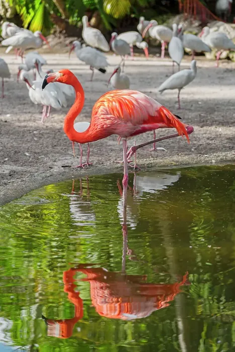 Framed Print : Florida, Davie, Flamingo Gardens (west of Fort Lauderdale) Framed Print : Florida, Davie, Flamingo Gardens (west of Fort Lauderdale)