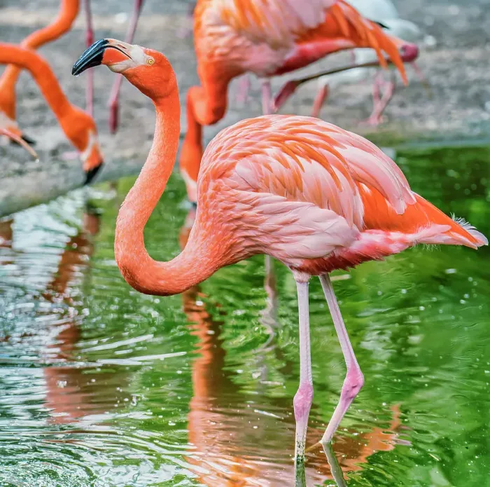 Framed Print : Florida, Davie, Flamingo Gardens (west of Fort Lauderdale) Framed Print : Florida, Davie, Flamingo Gardens (west of Fort Lauderdale)