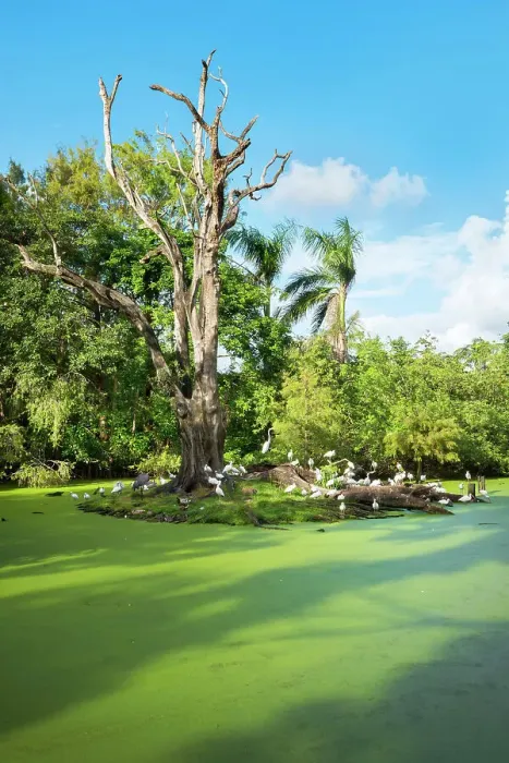 Framed Print : Florida, Davie, Flamingo Gardens (west of Fort Lauderdale) Framed Print : Florida, Davie, Flamingo Gardens (west of Fort Lauderdale)