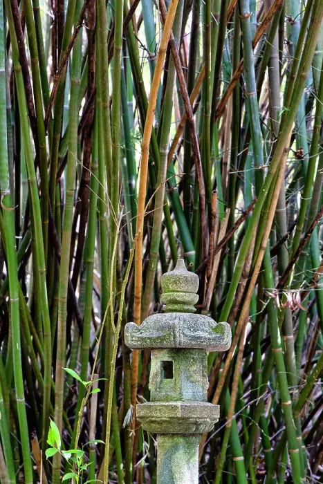 Framed Print : Florida, Delray Beach, Morikami Museum and Japanese Gardens, Japanese lantern with bamboo trees