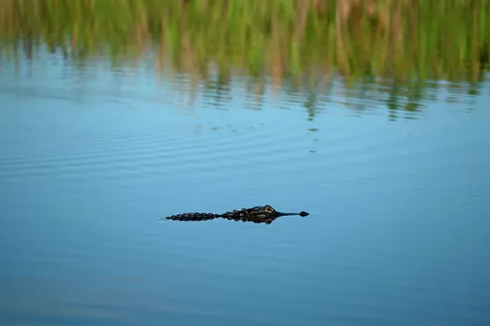 Framed Print : Florida, Everglades, alligator in canal Framed Print : Florida, Everglades, alligator in canal
