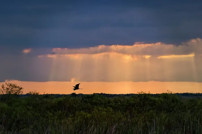 Framed Print : Florida, Everglades, Boynton Beach, Arthur R. Marshall Loxahatchee Wildlife Refuge, flying egret Framed Print : Florida, Everglades, Boynton Beach, Arthur R. Marshall Loxahatchee Wildlife Refuge, flying egret