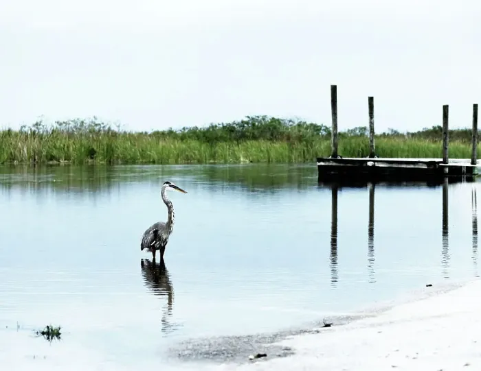 Framed Print : Florida, Everglades, Boynton Beach, Arthur R. Marshall Loxahatchee Wildlife Refuge, Great Blue Heron Framed Print : Florida, Everglades, Boynton Beach, Arthur R. Marshall Loxahatchee Wildlife Refuge, Great Blue Heron