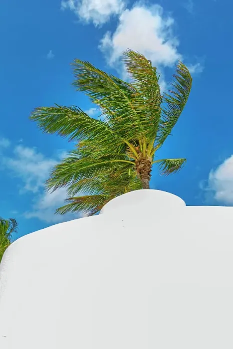 Framed Print : Florida, Fort Lauderdale, Beach with palm trees Framed Print : Florida, Fort Lauderdale, Beach with palm trees