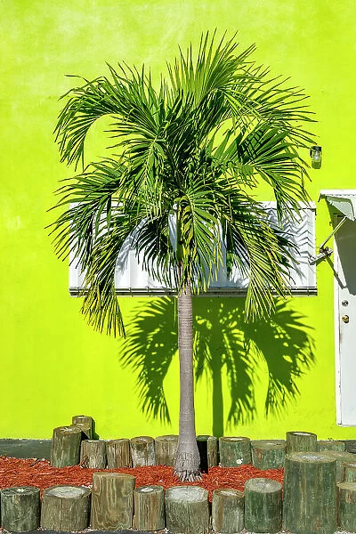 Florida, The Keys, Islamorada, palm tree against lime green background