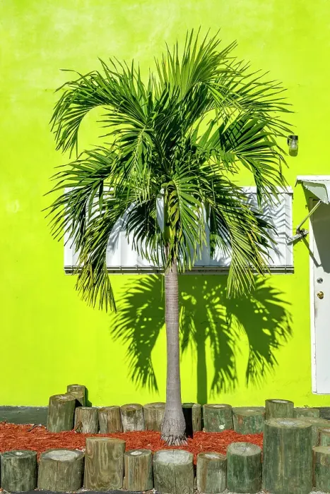 Framed Print : Florida, The Keys, Islamorada, palm tree against lime green background Framed Print : Florida, The Keys, Islamorada, palm tree against lime green background