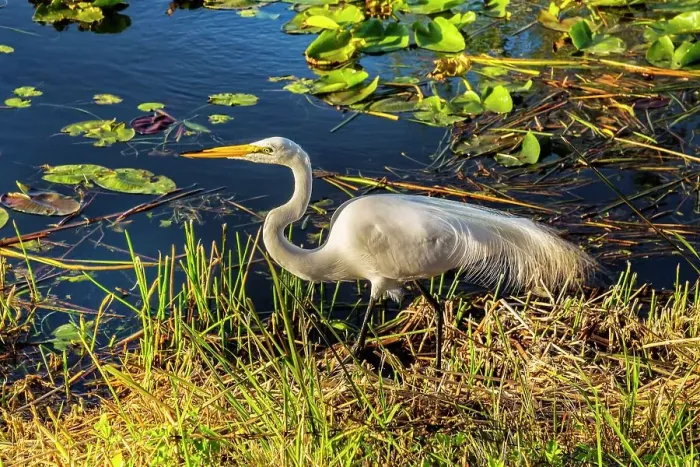 Framed Print : Florida, Miami, Everglades National Park, Great Egret (Casmerodius albus)