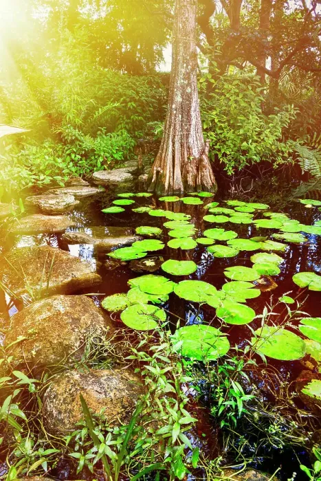 Framed Print : Florida, Palm Beach, Pan's Garden, cypress tree by lily pads Framed Print : Florida, Palm Beach, Pan's Garden, cypress tree by lily pads