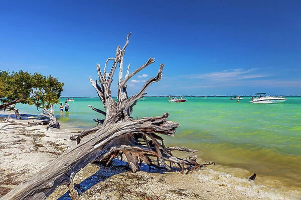 Florida, Sanibel Island, Driftwood on shore