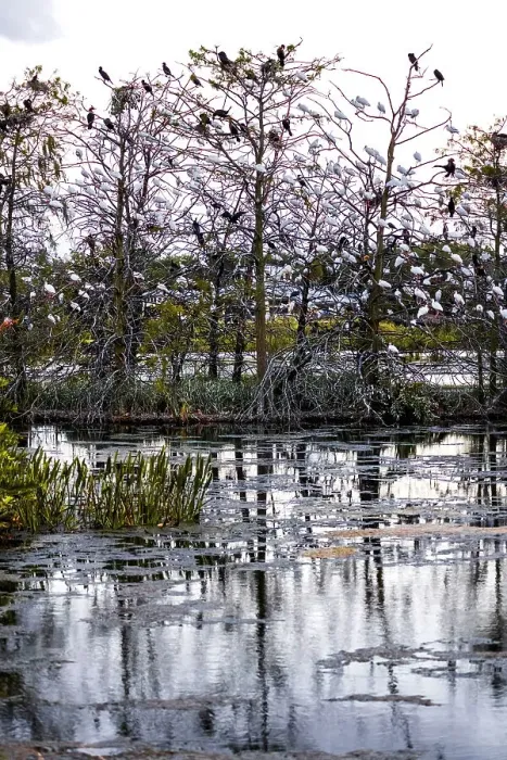 Framed Print : Florida, South Florida, Boynton Beach, Green Cay Nature Center, variety of birds perched on trees